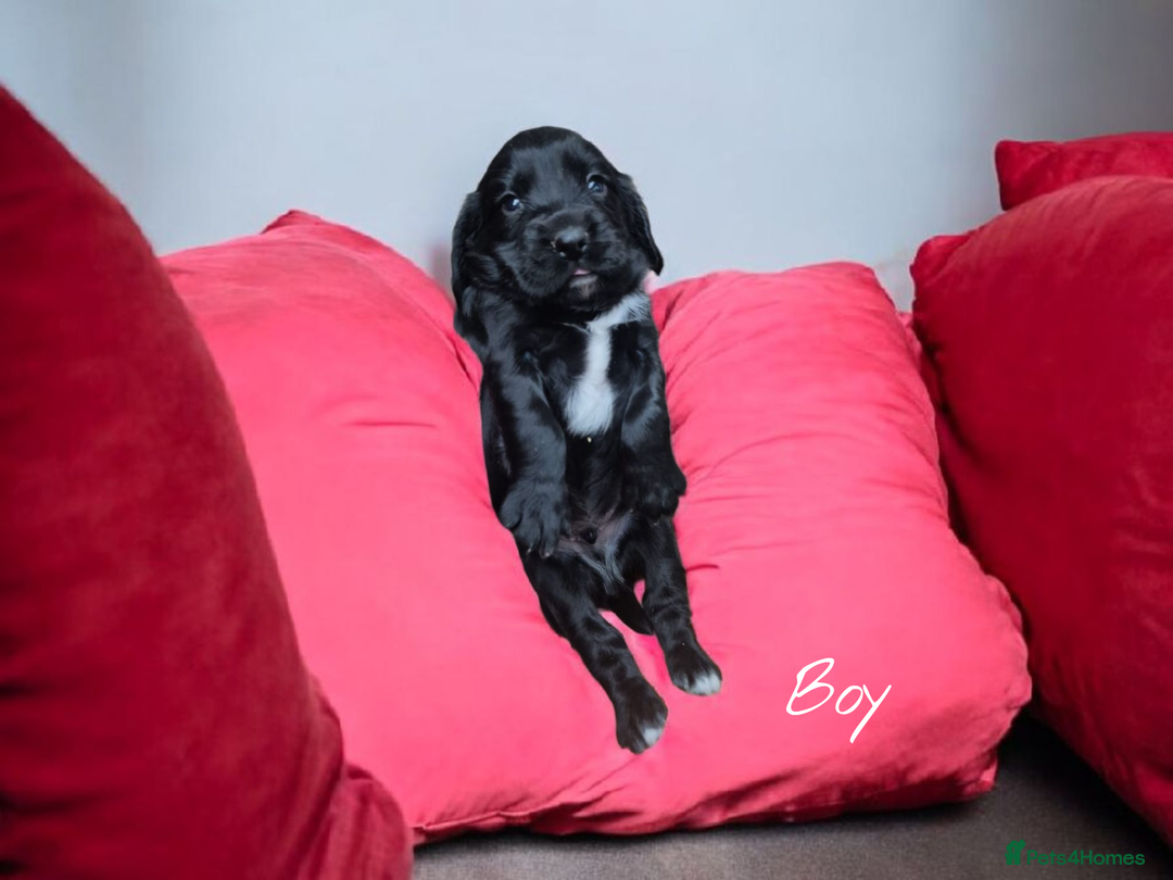 Sprocker dogs for sale: Beautiful litter of Sprockers  - Image 3