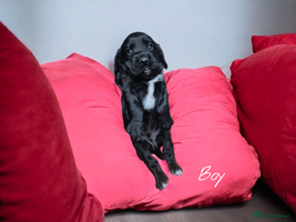 Sprocker dogs - Advert 5