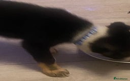 Border Collie dogs for sale: Beautiful pure bred Border Collie Puppies - Image 6