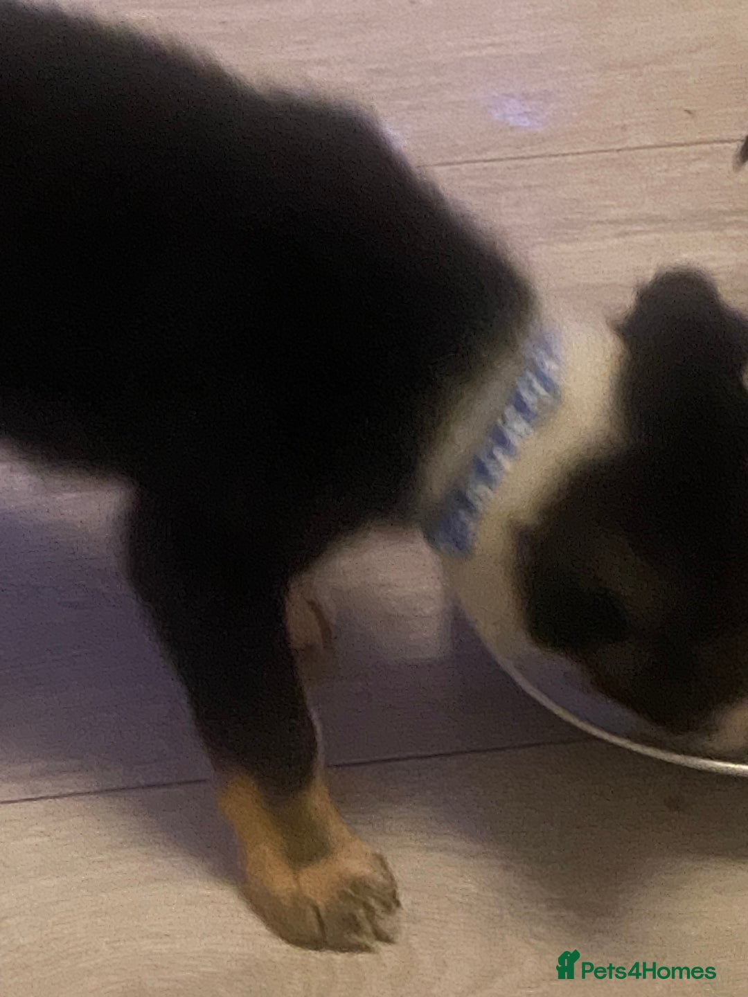 Border Collie dogs for sale: Beautiful pure bred Border Collie Puppies - Image 6
