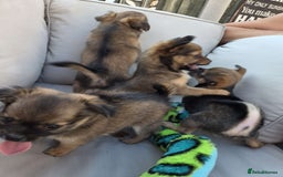Pomchi dogs for sale: 4 Beautiful 8 week old pomchi puppies  - Image 7