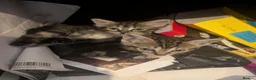 Mixed Breed cats for sale: Gorgeous Kittens Ready for their new homes now.  - Advert 13