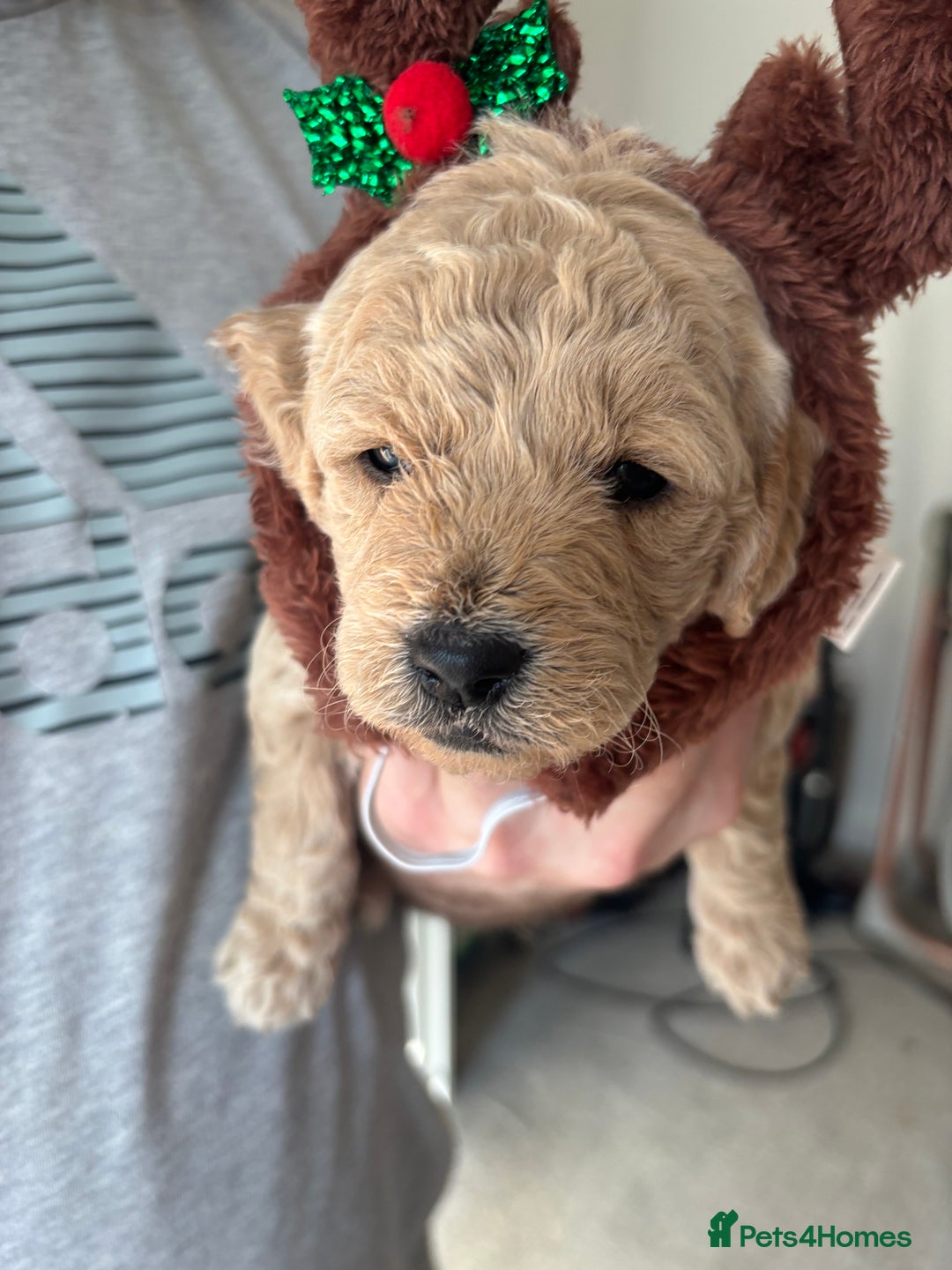 Mini Goldendoodle dogs for sale: F2 mini golden doodle puppies.  - Advert 12
