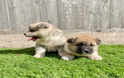 Akita dogs for sale: American Akita Puppys for sale  - Image 6