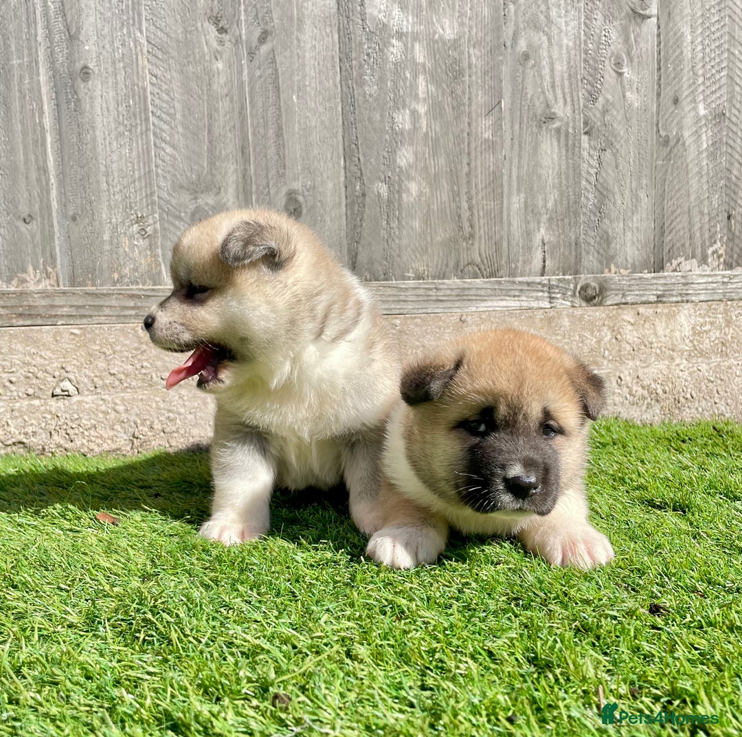 Akita dogs for sale: American Akita Puppys for sale  - Image 6