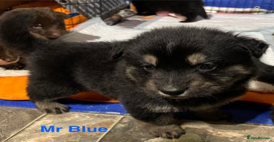 German Shepherd dogs Straight-topline German Shepherd puppies - Advert 1