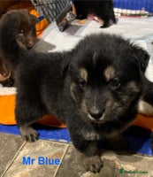 German Shepherd dogs Straight-topline German Shepherd puppies - Advert 2