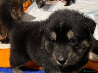 German Shepherd dogs Straight-topline German Shepherd puppies - Advert 2