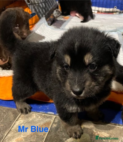 German Shepherd dogs Straight-topline German Shepherd puppies - Advert 5