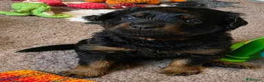 Rottweiler 3
