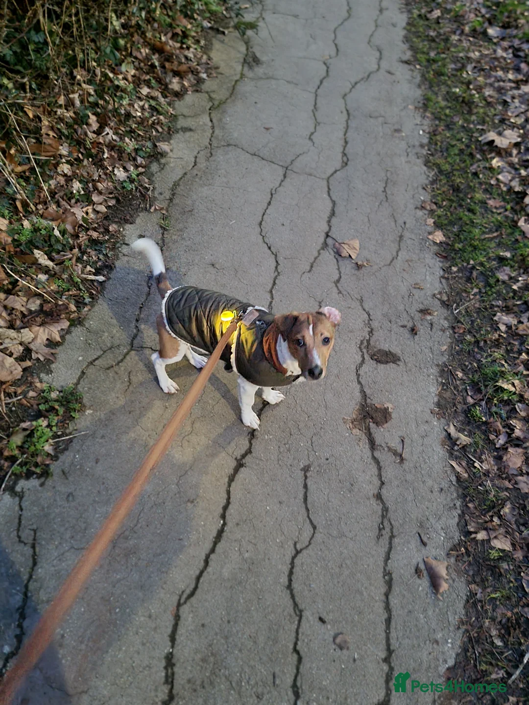 Jack Russell dogs for sale: Rehome - Jack Russell  - Advert 3