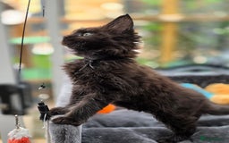 Maine Coon cats for sale: Black smoke pedigree Maine Coon in Kettering - Image 14