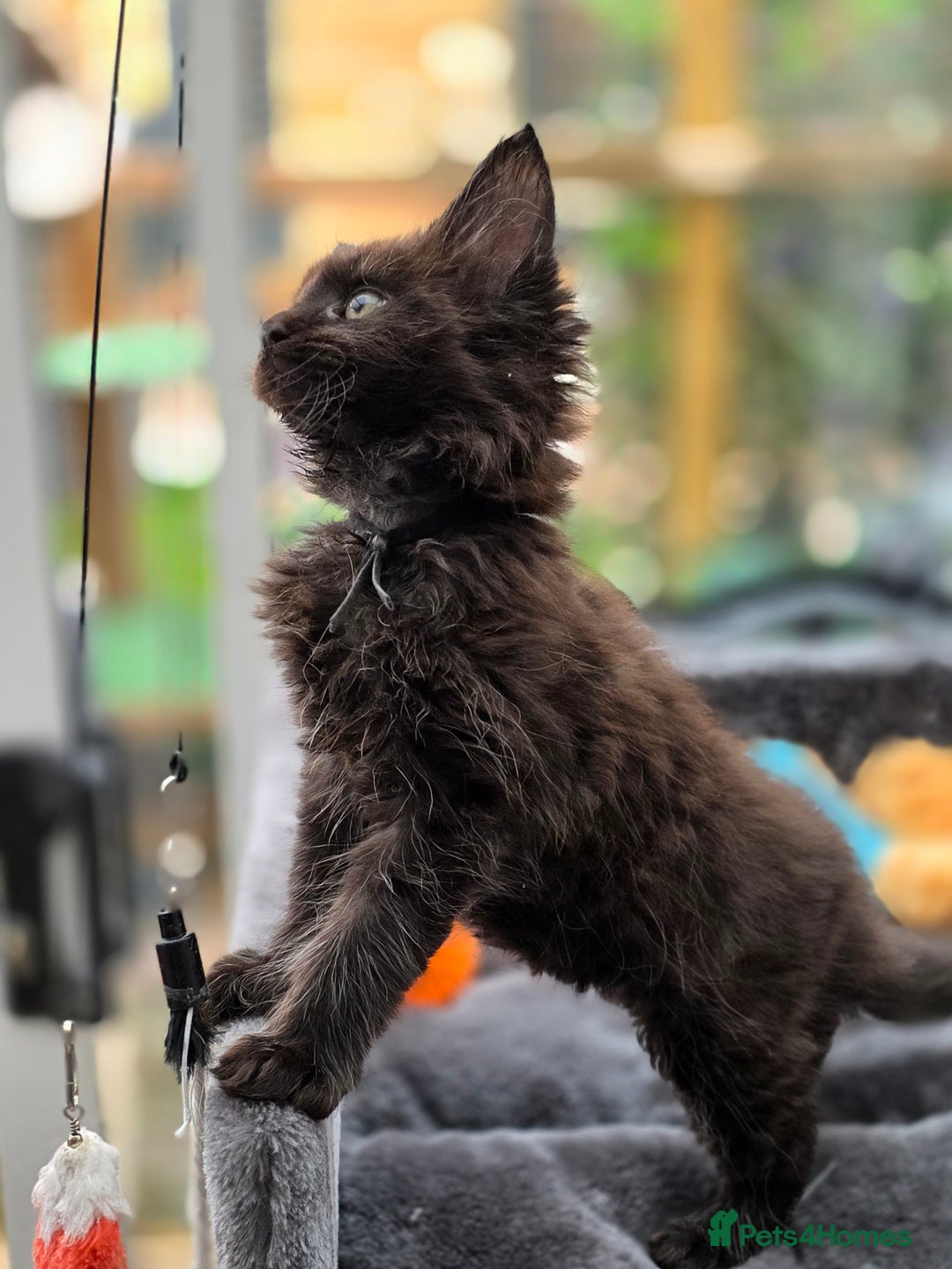 Maine Coon cats for sale: Black smoke pedigree Maine Coon in Kettering - Image 14