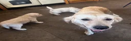 Golden Retriever dogs for sale: Kc golden retriever pups health tested parents - Advert 4
