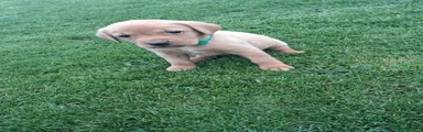 Labrador Retriever 6