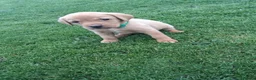Labrador Retriever dogs for sale: LABRADOR PUPS. KC REG & COUNCIL LICENSED. 0%ROI - Advert 11
