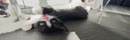 Mixed Breed cats for sale: Lovely kittens looking for a home in Derby - Advert 5