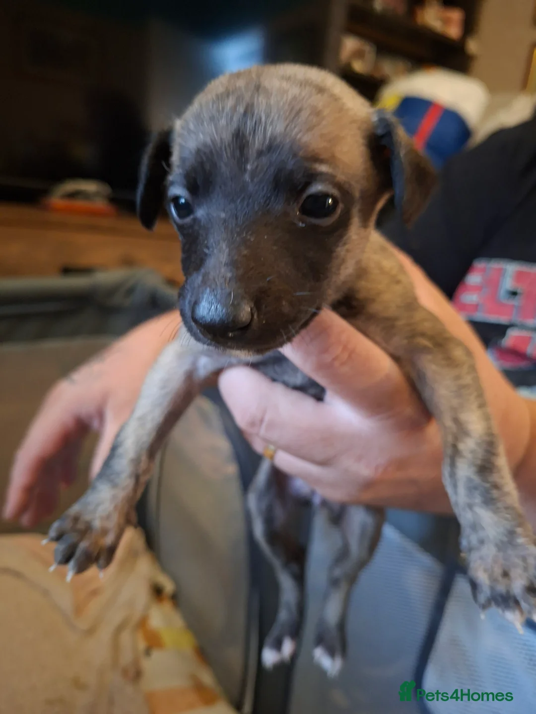 Whippet dogs for sale: Beautiful Whippet Puppies  - Advert 7