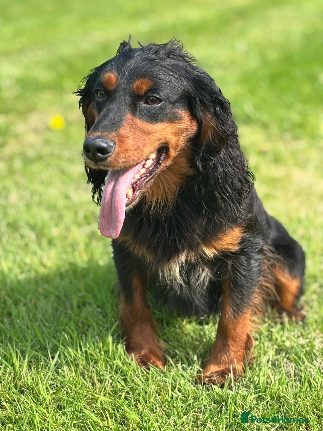 Cocker Spaniel dogs for stud: KC registered Champion bred working cocker  in Middlewich - Image 24