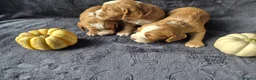 Cocker Spaniel dogs for sale: Beautiful working cocker spaniel puppies in Worcester - Advert 8
