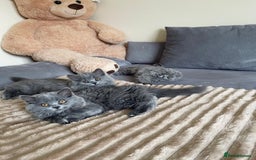 Scottish Fold cats for sale: Scottish fold Longhair - Image 7