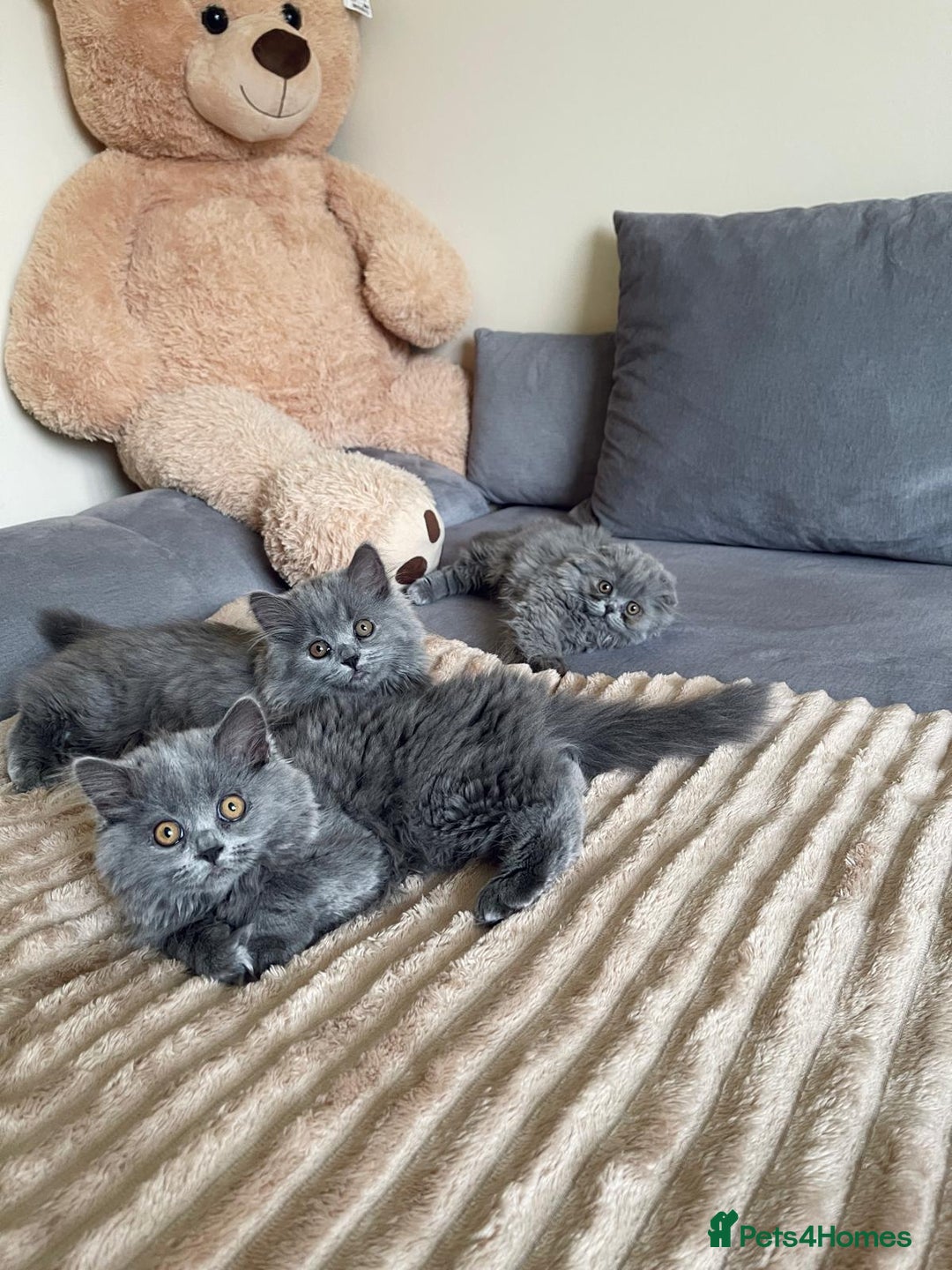 Scottish Fold cats for sale: Scottish fold Longhair - Image 7
