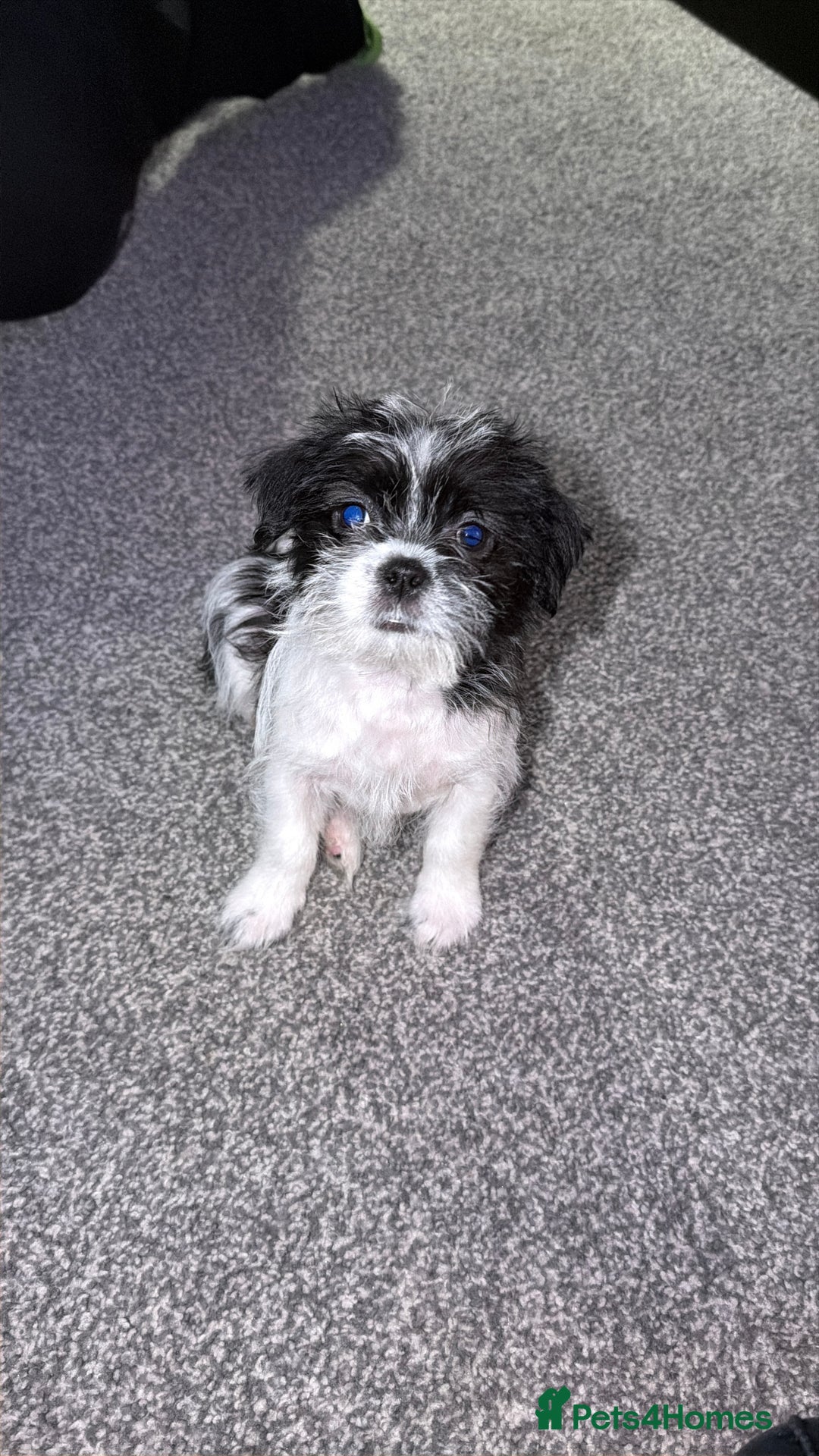 Zuchon dogs for sale: Shihzu x Bichion x Westie - Advert 7