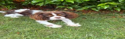 Cavalier King Charles Spaniel dogs for sale: Beautiful Tri colour King Charles 7 months old in Brighton - Advert 2