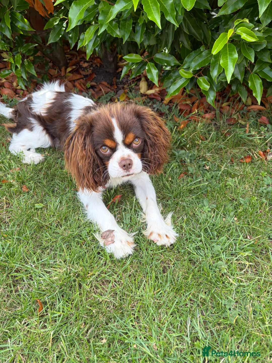 Cavalier King Charles Spaniel dogs for sale: Beautiful Tri colour King Charles 7 months old in Brighton - Advert 2