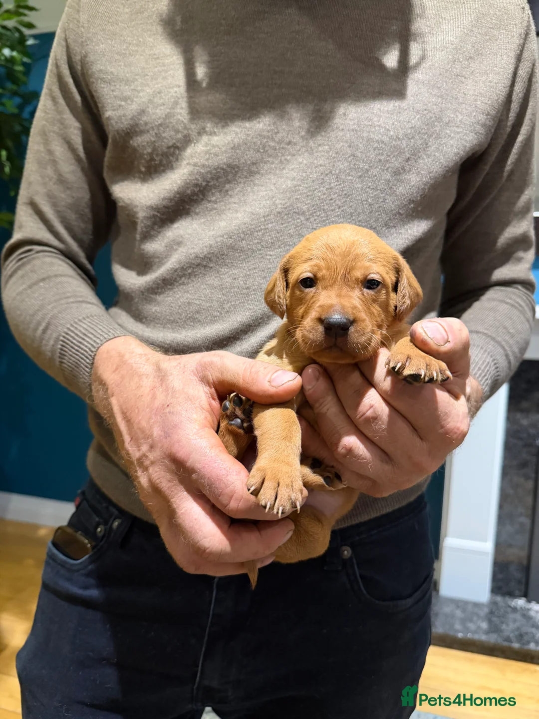 Mixed Breed dogs for sale: Vizslador Puppies (Hungarian Vizsla x Fox Red Lab) - Advert 14