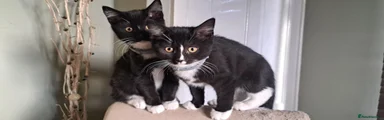 British Shorthair 2