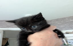 British Longhair cats for sale: 2 boys 1 ginger, 1 black,1 girl grey 🩶 - Image 3
