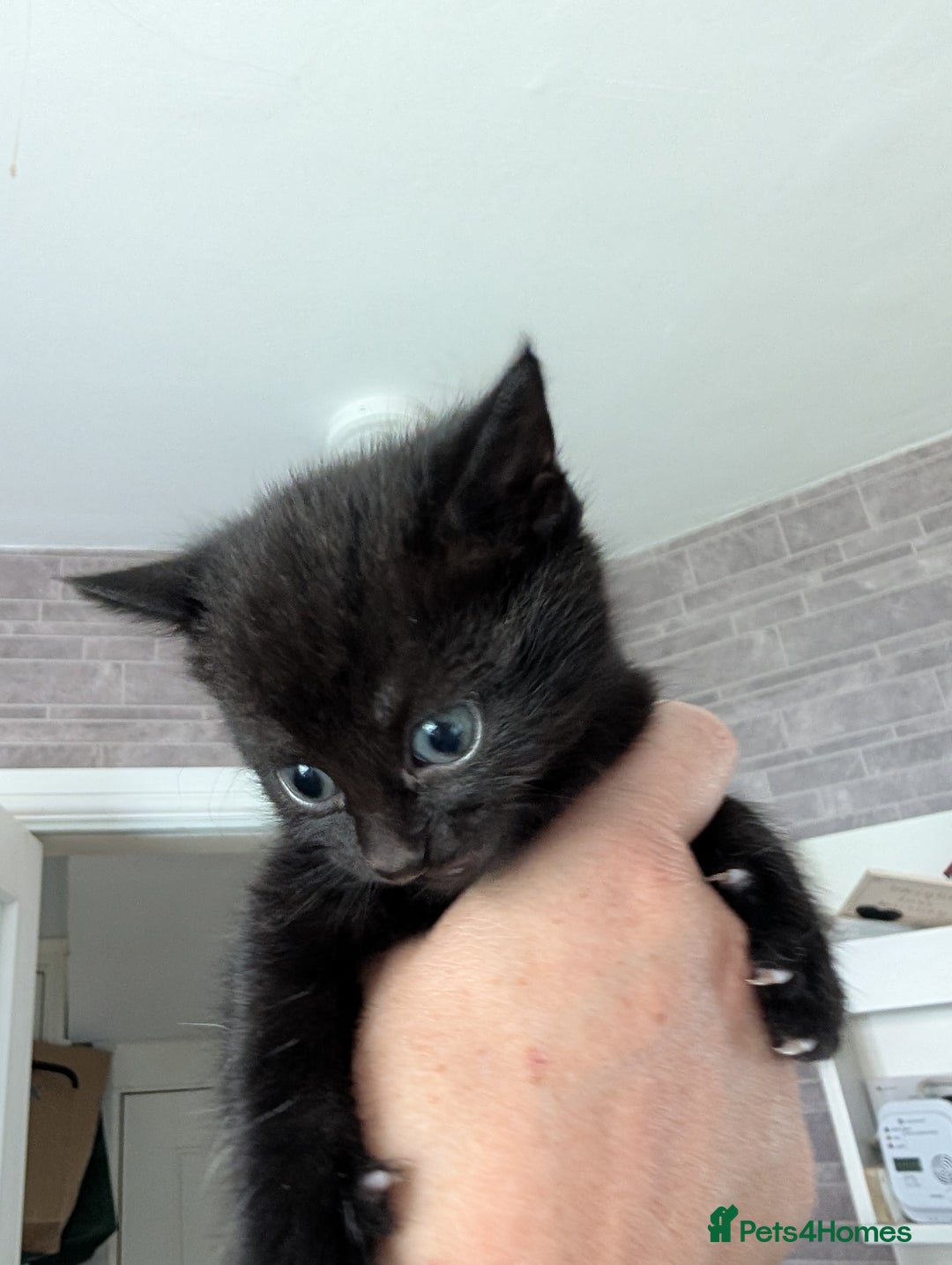 British Longhair cats for sale: 2 boys 1 ginger, 1 black,1 girl grey 🩶 - Image 3