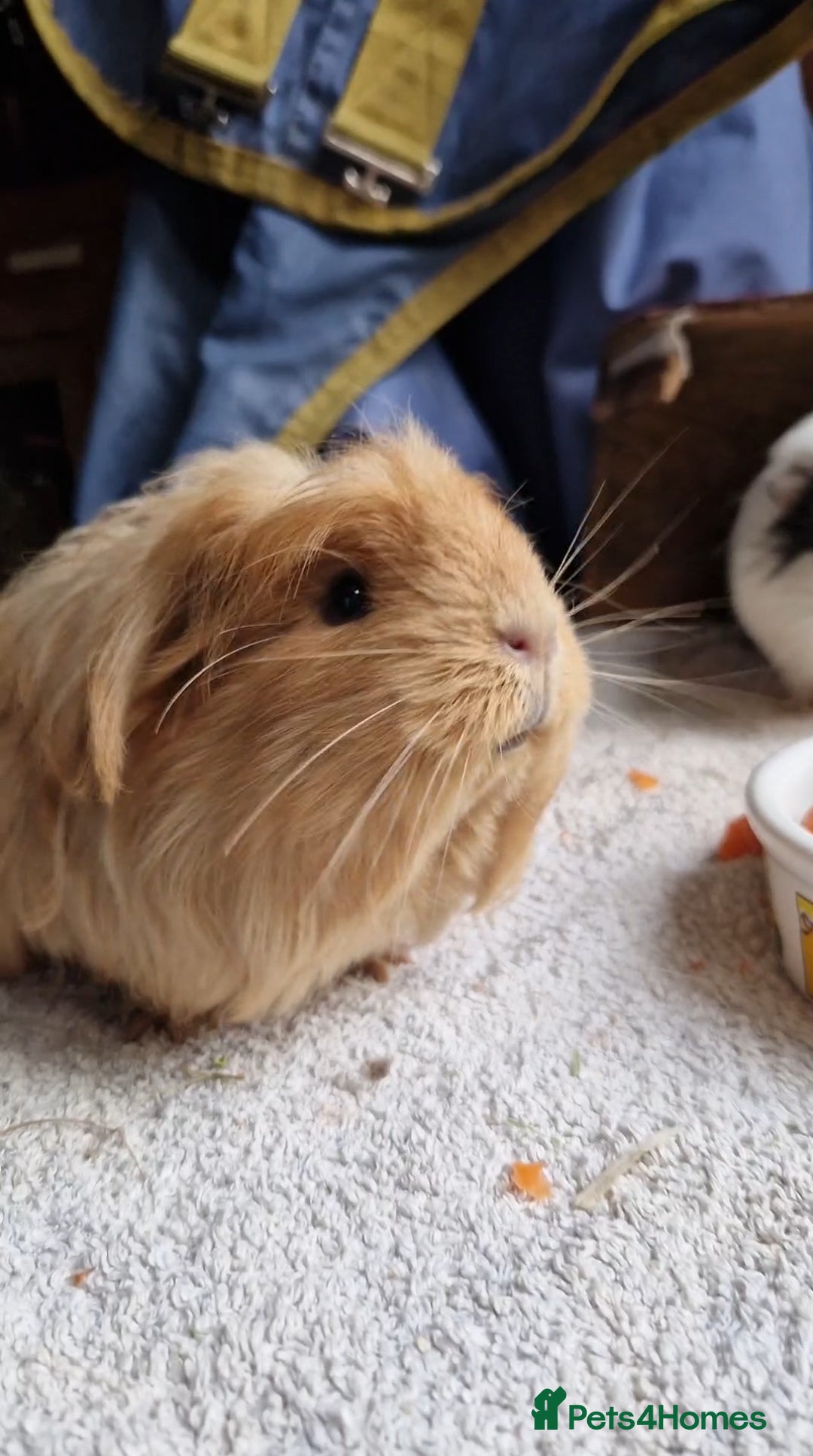 Guinea Pig rodents for sale: Beauitful Coronet breed female  - Advert 4