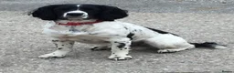 English Springer Spaniel dogs for sale: Beautiful Springer Spaniel Puppies - Advert 12