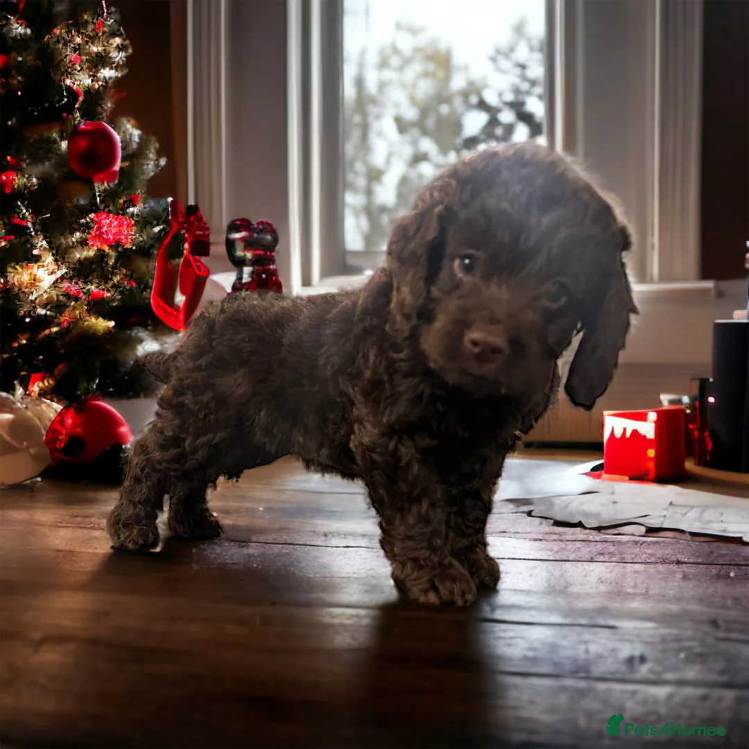 Poodle dogs for stud: Miniature rare chocolate merle health tested stud in Maesteg - Advert 16