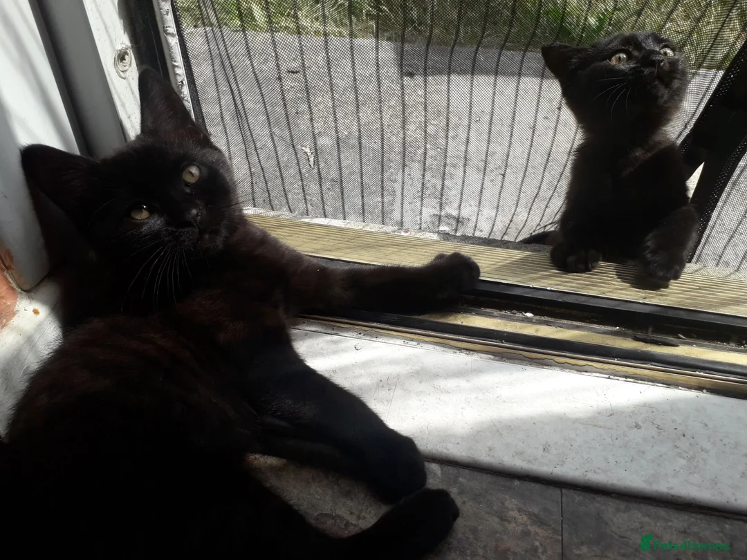 Mixed Breed cats for sale: TWO MALE KITTENS AVAILABLE READY TO LEAVE NOW - Advert 2