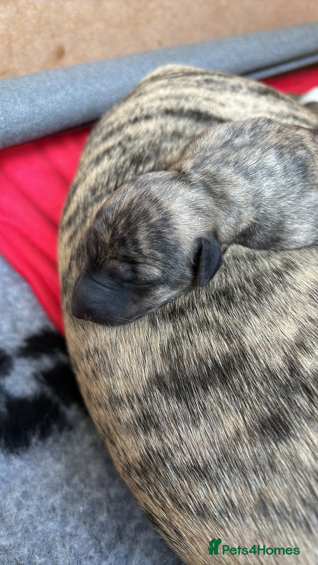 Whippet dogs for sale: Adorable KC reg Whippet puppies 🩷💙 - Image 6