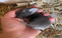 Mini Lion Lop rabbits for sale: 4 Baby Mini-Lops for sale - Image 8
