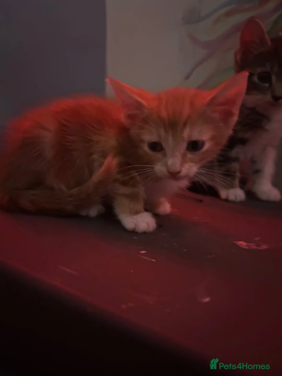 American Shorthair cats for sale: 2 shorts hair boys in Birmingham - Advert 9