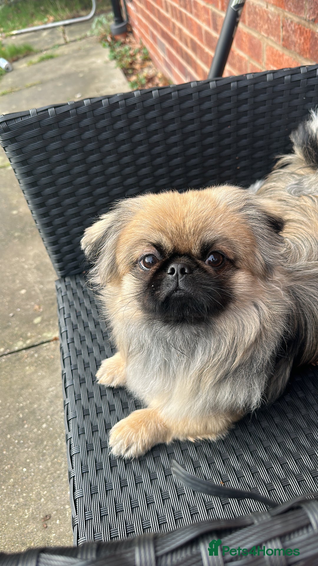 Pekingese dogs for stud: PEKINGESE STUD - Advert 5