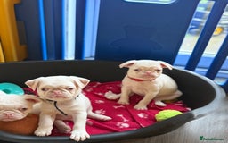 Pug dogs for sale: 5 REDUCED PUG PUPPYS🩵 ready to leave  - Image 5