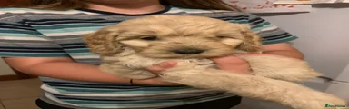 Cockapoo 5