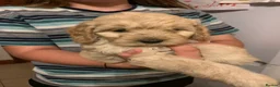 Cockapoo dogs for sale: Adorable puppies in Norwich - Advert 5