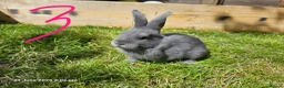 Mixed Breed rabbits for sale: Mini Lop / Rex Babies - Advert 5