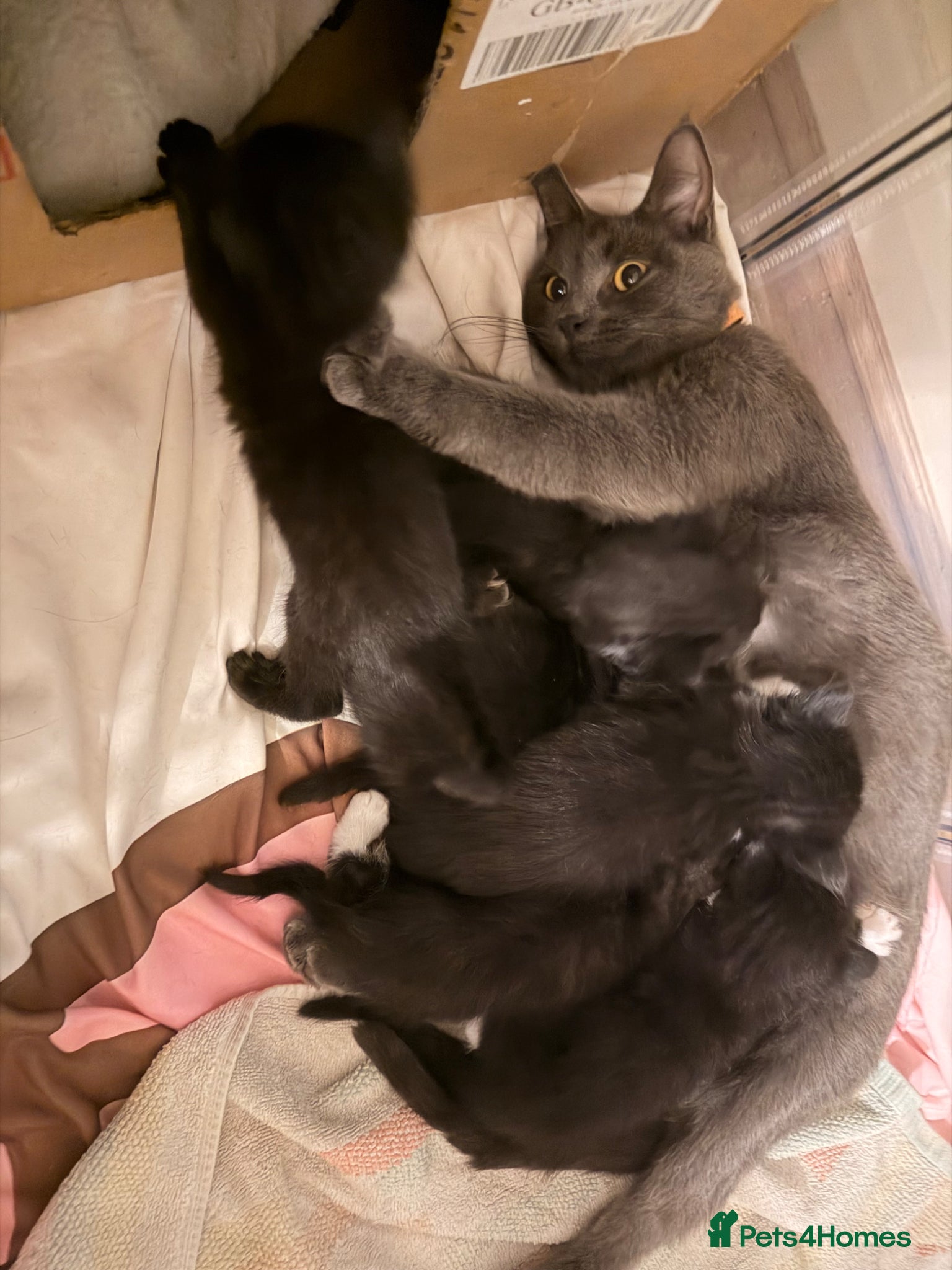 Mixed Breed cats Mixed breed kittens for sale - Advert 2