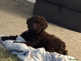 Lagotto Romagnolo dogs One last boy left 😍😍 - Advert 1