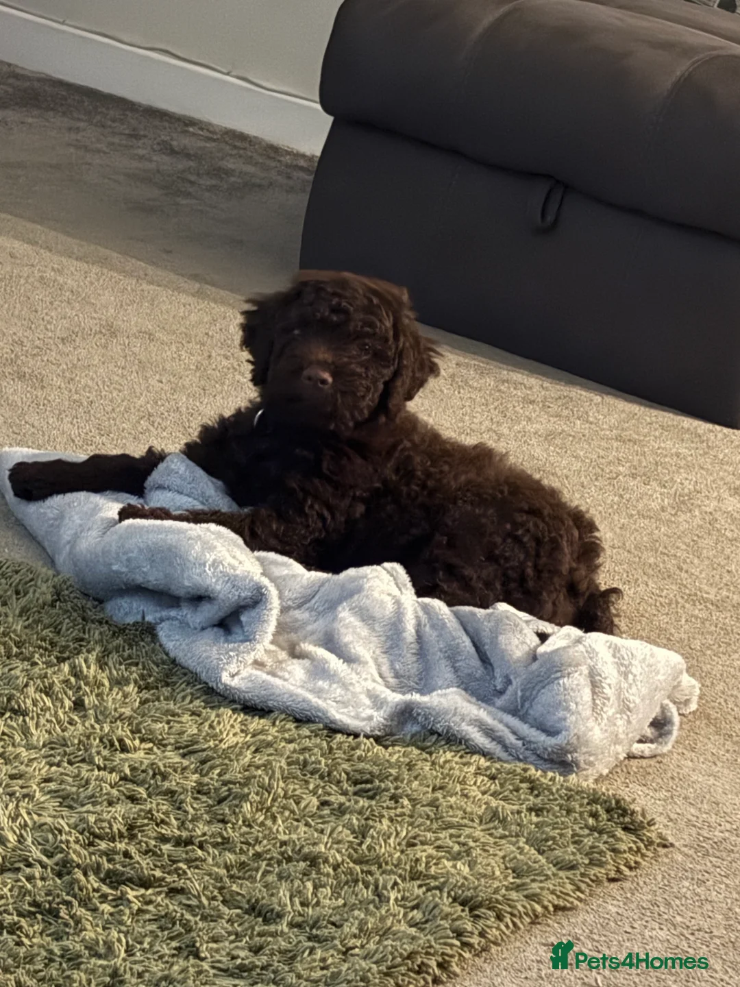 Lagotto Romagnolo dogs for sale: One last boy left 😍😍 - Advert 1
