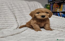 Goldendoodle dogs for sale: GOLDEN DOODLE PUPPIES AVAILABLE  - Advert 1