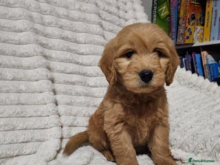 Goldendoodle dogs for sale: GOLDEN DOODLE PUPPIES AVAILABLE - Advert 1